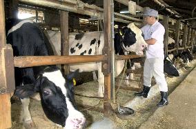 Vet checks cow farms